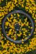 Lightweight Meilenstein Art TdF Allez limited Edition 12/30 Ceramicspeed